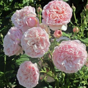 DIVINA (climber)